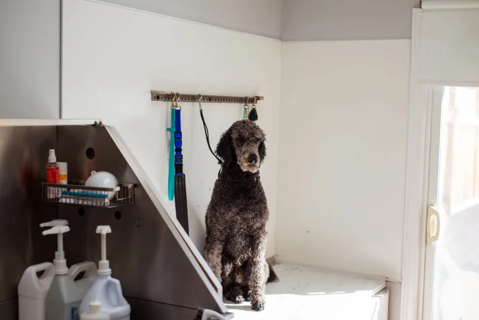 Khu chăm sóc tại Bơ Petshop